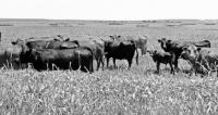 Cattle S. Carlson2.jpg Cattle S. Carlson2.jpg